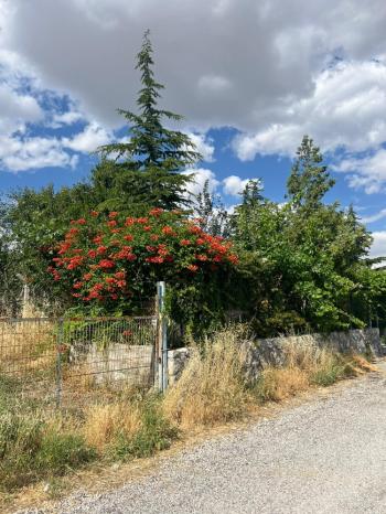 GÜVENAY - İÇERİDERE BAĞLARINA GELMEDEN 287 M² ARSA + BAĞ