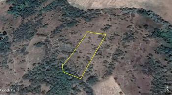 ACİL SATILIK ÇORUMA 12 KM UZAKLIKTA SOĞUKSU KÖYÜNDE 1,551 M² BAĞ