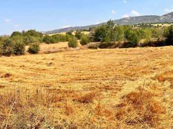 GÜVENAY - ÇORUM BOĞABAGI KÖYÜNDE 381 M² BAĞ