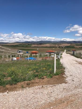 GÜVENAY - ÇORUM PAŞAKÖY İLERİSİ SATILIK HOBİ BAHÇESİ