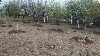 GÜVENAY - ÇORUM PAŞA BAĞLARI PAŞA KÖY ÜSTÜ 1 DÖNÜM EVİ OLAN BAĞ