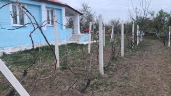 GÜVENAY - ÇORUM PAŞA BAĞLARI PAŞA KÖY ÜSTÜ 1 DÖNÜM EVİ OLAN BAĞ