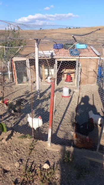 GÜVENAY - ÇORUM OSMANCIK YOLU SOĞUKSU KÖYÜ EVLİ BAHÇE