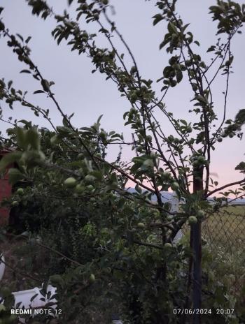 Güvenay -Çorum Ortaköy  Ana Yol Üzerinde Satılık Hobi Bahçesi