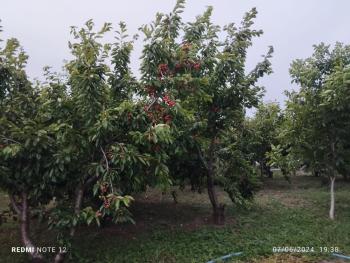 Güvenay -Çorum Ortaköy  Ana Yol Üzerinde Satılık Hobi Bahçesi