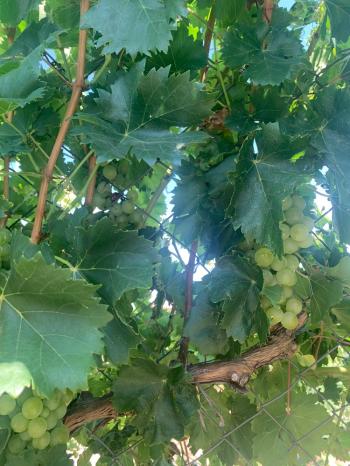 Güvenay -Çorum Ortaköy  Ana Yol Üzerinde Satılık Hobi Bahçesi