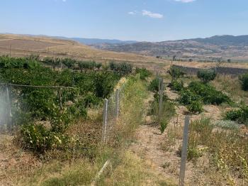 Güvenay -Çorum Ortaköy  Ana Yol Üzerinde Satılık Hobi Bahçesi