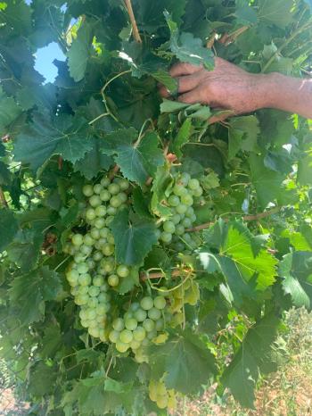 Güvenay -Çorum Ortaköy  Ana Yol Üzerinde Satılık Hobi Bahçesi