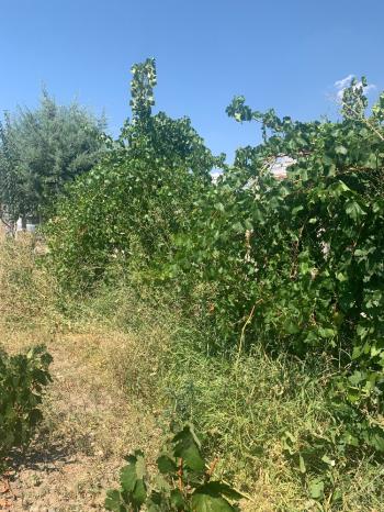 Güvenay -Çorum Ortaköy  Ana Yol Üzerinde Satılık Hobi Bahçesi