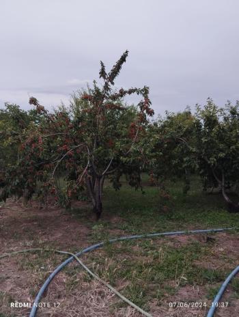 Güvenay -Çorum Ortaköy  Ana Yol Üzerinde Satılık Hobi Bahçesi