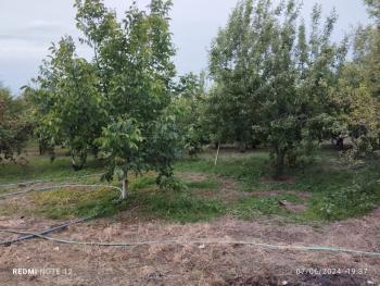 Güvenay -Çorum Ortaköy  Ana Yol Üzerinde Satılık Hobi Bahçesi