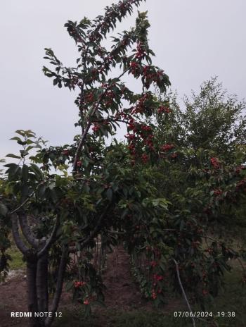 Güvenay -Çorum Ortaköy  Ana Yol Üzerinde Satılık Hobi Bahçesi