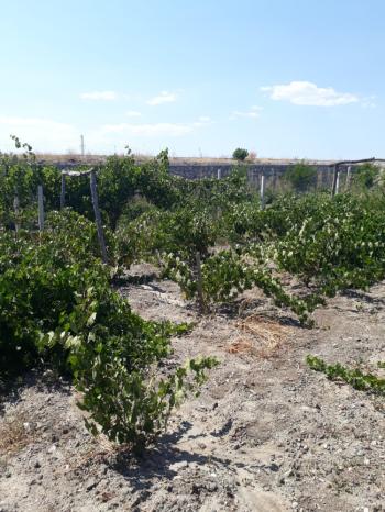 Güvenay -Çorum Ortaköy  Ana Yol Üzerinde Satılık Hobi Bahçesi