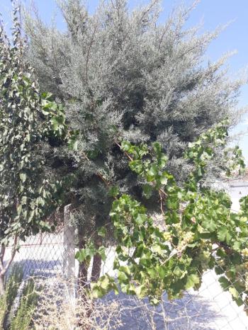 Güvenay -Çorum Ortaköy  Ana Yol Üzerinde Satılık Hobi Bahçesi