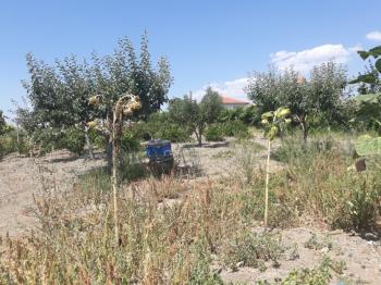 Güvenay -Çorum Ortaköy  Ana Yol Üzerinde Satılık Hobi Bahçesi