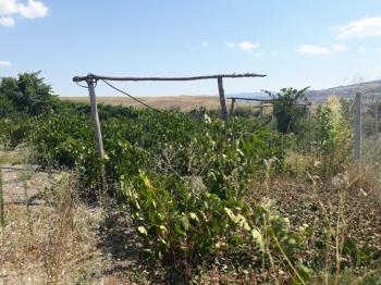 Güvenay -Çorum Ortaköy  Ana Yol Üzerinde Satılık Hobi Bahçesi