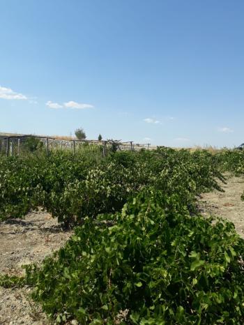 Güvenay -Çorum Ortaköy  Ana Yol Üzerinde Satılık Hobi Bahçesi