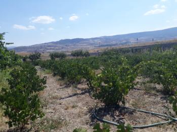 Güvenay -Çorum Ortaköy  Ana Yol Üzerinde Satılık Hobi Bahçesi