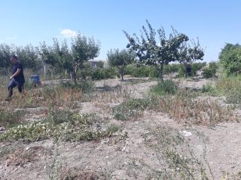 Güvenay -Çorum Ortaköy  Ana Yol Üzerinde Satılık Hobi Bahçesi