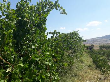 Güvenay -Çorum Ortaköy  Ana Yol Üzerinde Satılık Hobi Bahçesi