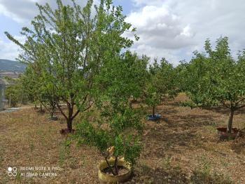 ACİL SATILIK ÇORUM HAMAMLIÇAY KÖY 850 M² EVİ OLAN SATILIK BAHÇE