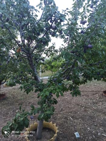 ACİL SATILIK ÇORUM HAMAMLIÇAY KÖY 850 M² EVİ OLAN SATILIK BAHÇE