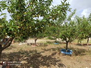 ACİL SATILIK ÇORUM HAMAMLIÇAY KÖY 850 M² EVİ OLAN SATILIK BAHÇE