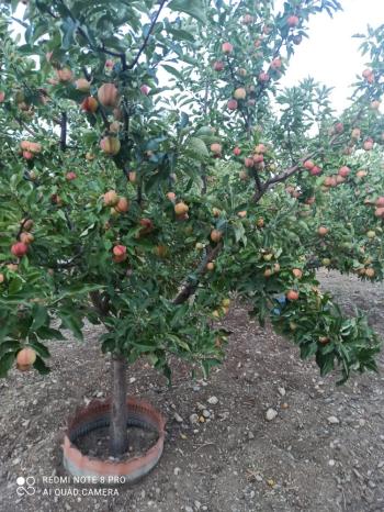 ACİL SATILIK ÇORUM HAMAMLIÇAY KÖY 850 M² EVİ OLAN SATILIK BAHÇE