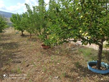 ACİL SATILIK ÇORUM HAMAMLIÇAY KÖY 850 M² EVİ OLAN SATILIK BAHÇE