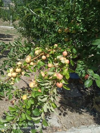 ACİL SATILIK ÇORUM HAMAMLIÇAY KÖY 850 M² EVİ OLAN SATILIK BAHÇE