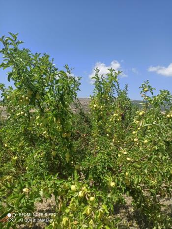 ACİL SATILIK ÇORUM HAMAMLIÇAY KÖY 850 M² EVİ OLAN SATILIK BAHÇE