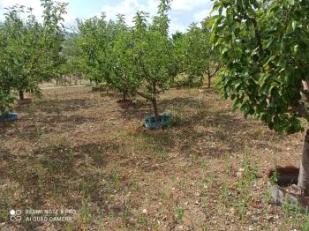 ACİL SATILIK ÇORUM HAMAMLIÇAY KÖY 850 M² EVİ OLAN SATILIK BAHÇE