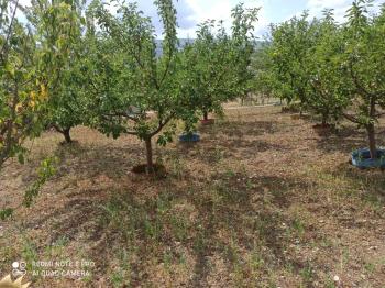 ACİL SATILIK ÇORUM HAMAMLIÇAY KÖY 850 M² EVİ OLAN SATILIK BAHÇE