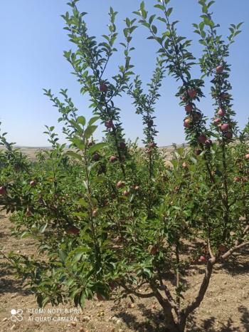 ACİL SATILIK ÇORUM HAMAMLIÇAY KÖY 850 M² EVİ OLAN SATILIK BAHÇE