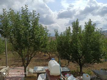 ACİL SATILIK ÇORUM HAMAMLIÇAY KÖY 850 M² EVİ OLAN SATILIK BAHÇE