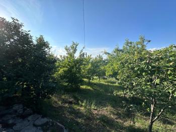 GÜVENAY - ÇORUM ŞEKER FABR. ARKASI BURUN KÖY MEVKİDE SATILIK BAĞ