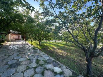 GÜVENAY - ÇORUM ŞEKER FABR. ARKASI BURUN KÖY MEVKİDE SATILIK BAĞ