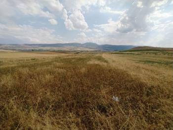 GÜVENAY - ÇORUM CEMİLBEY YOLU ÜYÜK KÖYÜ MEVKİİ KİRACILI SATILIK ÇİFTLİK