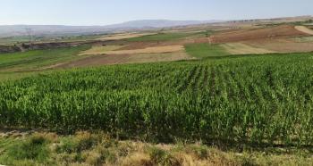 GÜVENAY - ÇORUM CEMİLBEY ÜYÜK YOLU ÜZERİ 28 DÖNÜM TARLA