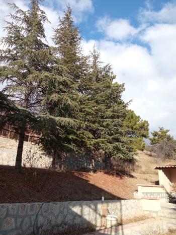 Güvenay - Çorum Ayarık Bağları Satılık 1 Dönüm Bağ 