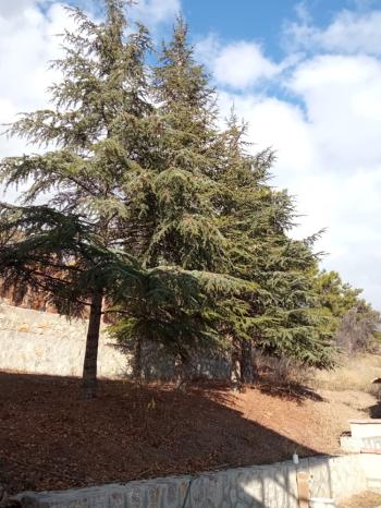 Güvenay - Çorum Ayarık Bağları Satılık 1 Dönüm Bağ 