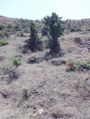 Kayseri Talas Endürlük'te satılık bağ