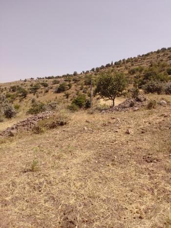 Kayseri Talas Endürlük'te satılık bağ