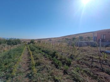 GÜVENAY - ÇORUM SARMAŞA KÖYÜ KARŞISI SATILIK HOBİ BAHÇELERİ