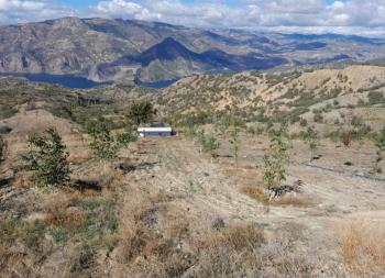 GÜVENAY - ÇORUM KIZILPINAR KÖYÜ 12,349 M² CEVİZ BAHÇESİ