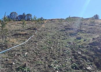 GÜVENAY - ÇORUM KIZILPINAR KÖYÜ 12,349 M² CEVİZ BAHÇESİ