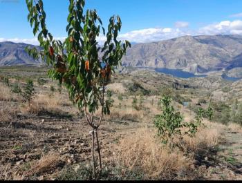 GÜVENAY - ÇORUM KIZILPINAR KÖYÜ 12,349 M² CEVİZ BAHÇESİ