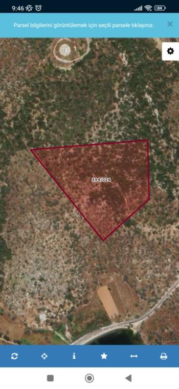 MUĞLA MİLAS KIYIKIŞLACIK MEVKİİ SATILIK 230 M2 ZEYTİNLİK 