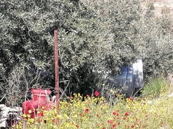 Musalı’da Sahibinden Satılık Bakımlı Zeytinlik