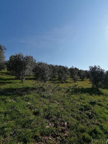 Musalı’da Sahibinden Satılık Bakımlı Zeytinlik